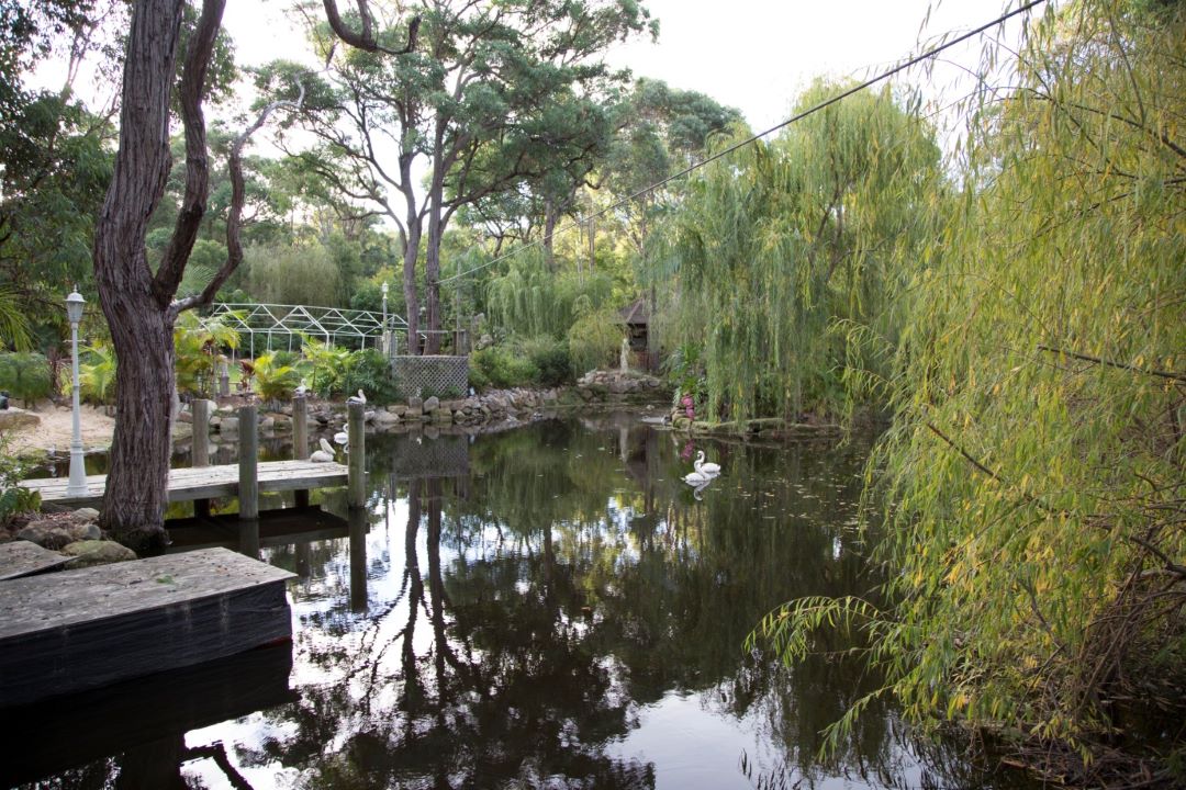 willows 1